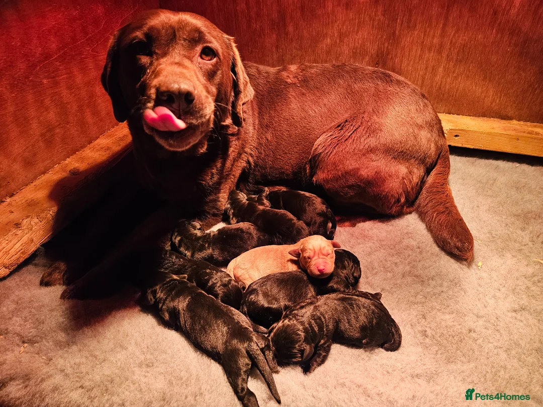 Labrador Retriever dogs for sale: Labrador puppies  - Advert 1