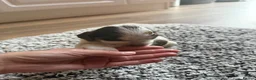 Cocker Spaniel dogs for sale: ❤️ Beautiful KC Show Cocker Spaniel Puppies ❤️ - Advert 8