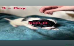 Mixed Breed dogs for sale: Old Tyme English Bulldog x Sproodle Puppies - Image 31