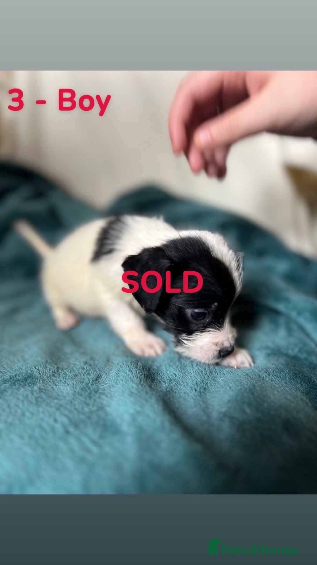 Mixed Breed dogs for sale: Old Tyme English Bulldog x Sproodle Puppies - Image 31