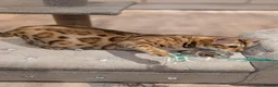 Bengal cats for sale: Beautiful Retired Female Bengal - Advert 9
