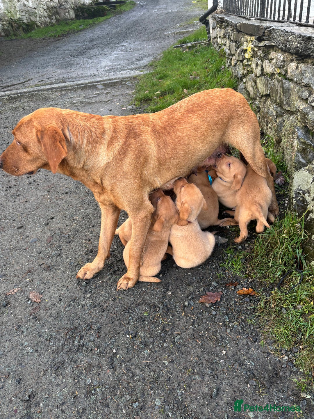 Labrador Retriever dogs for sale: KC Registered Litter of 9 fox red Labrador Puppies - Advert 20