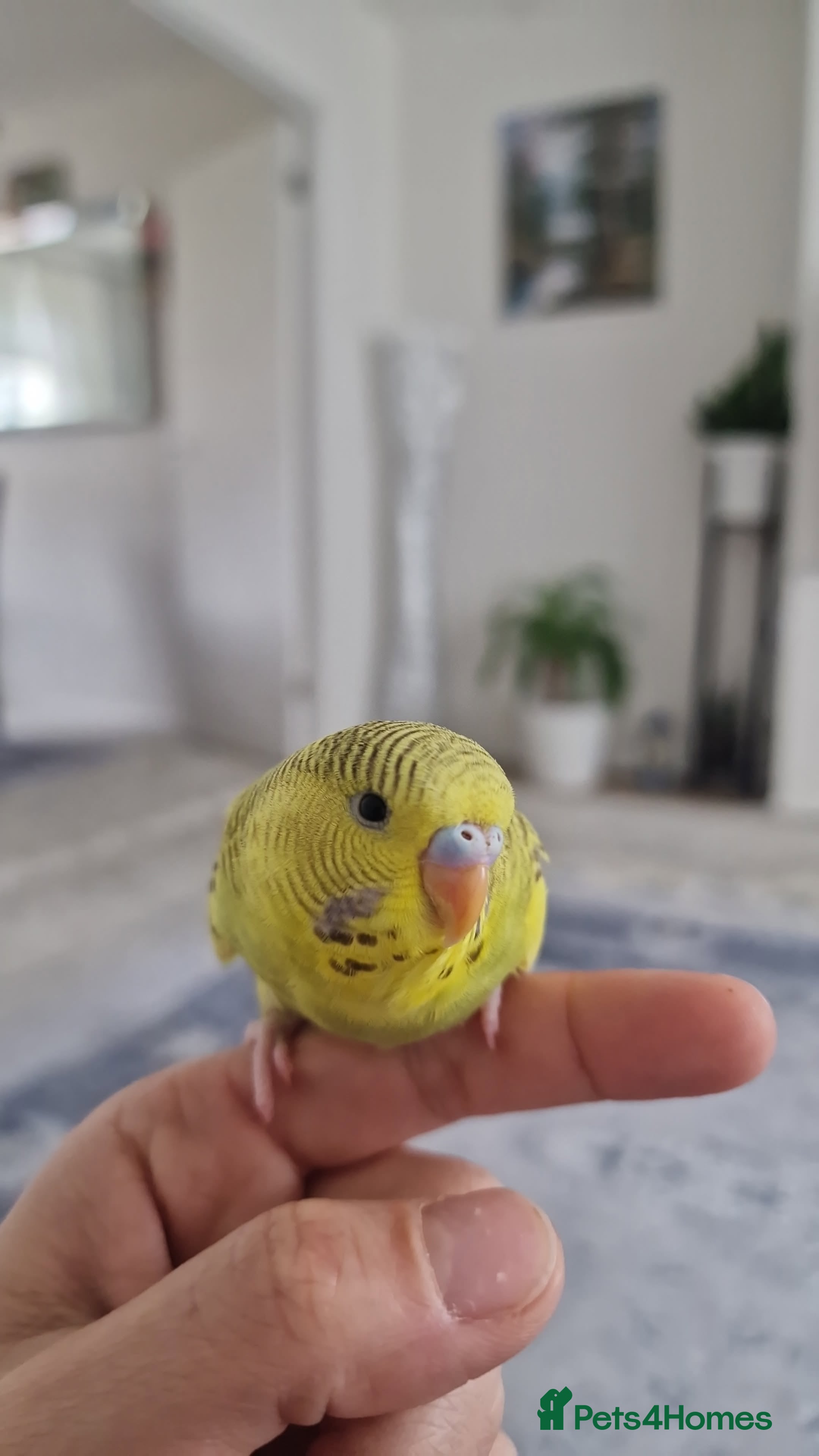 Budgerigars birds Budgie  - Advert 3