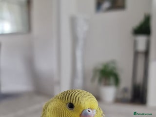 Budgerigars birds Budgie - Advert 5