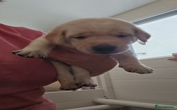 Labrador Retriever dogs for sale: Labrador pups kc registered *1 boy left* in Edinburgh - Image 15