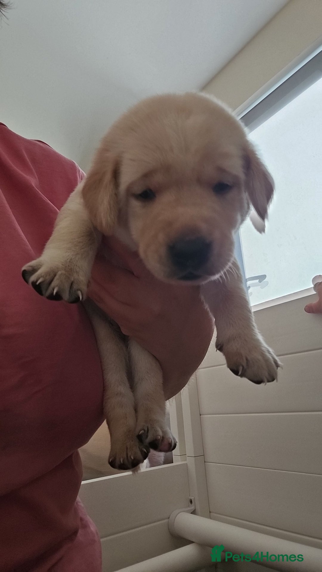 Labrador Retriever dogs for sale: Labrador pups kc registered *1 boy left* in Edinburgh - Image 15