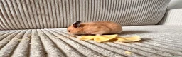 Hamster rodents for sale: Syrian hamster babies - Advert 8