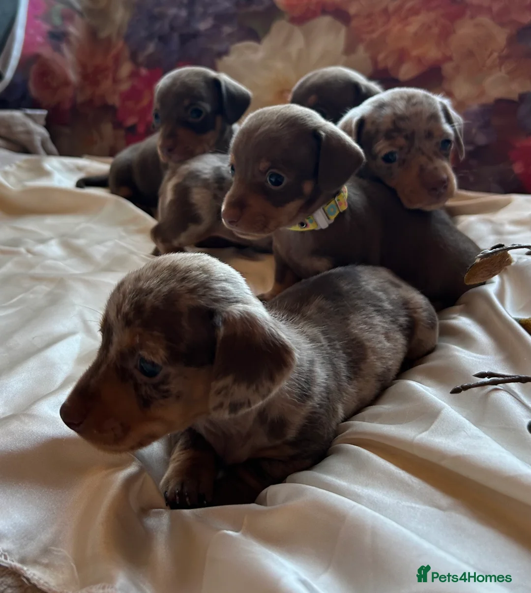 Miniature Dachshund dogs for sale: Miniature dachshund puppies 🐶  - Advert 9