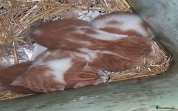 Mixed Breed cats for sale: Beautiful ginger and white kittens 5* homes  - Image 3