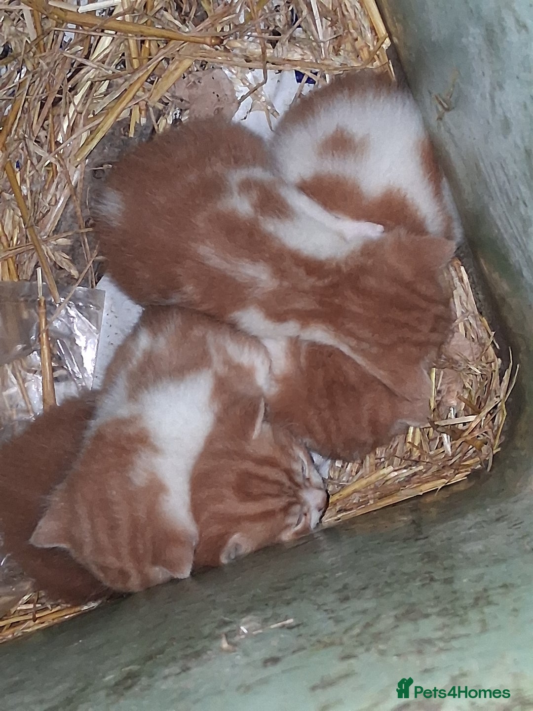 Mixed Breed cats for sale: Beautiful ginger and white kittens 5* homes  - Image 3