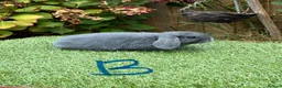 Mini Lop rabbits for sale: Pure bred mini lops .  - Advert 2