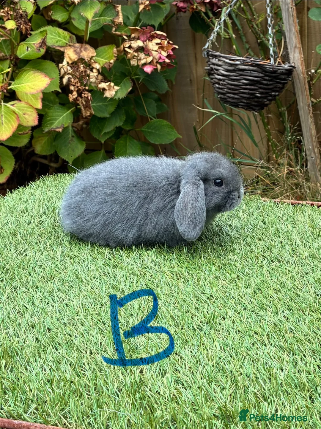 Mini Lop rabbits for sale: Pure bred mini lops .  - Advert 2
