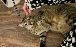 Arabian Mau cats for adoption: Kevin is looking for his human  - Advert 5