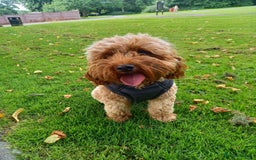 Cockapoo dogs for sale: F2 Cockapoo - Image 4