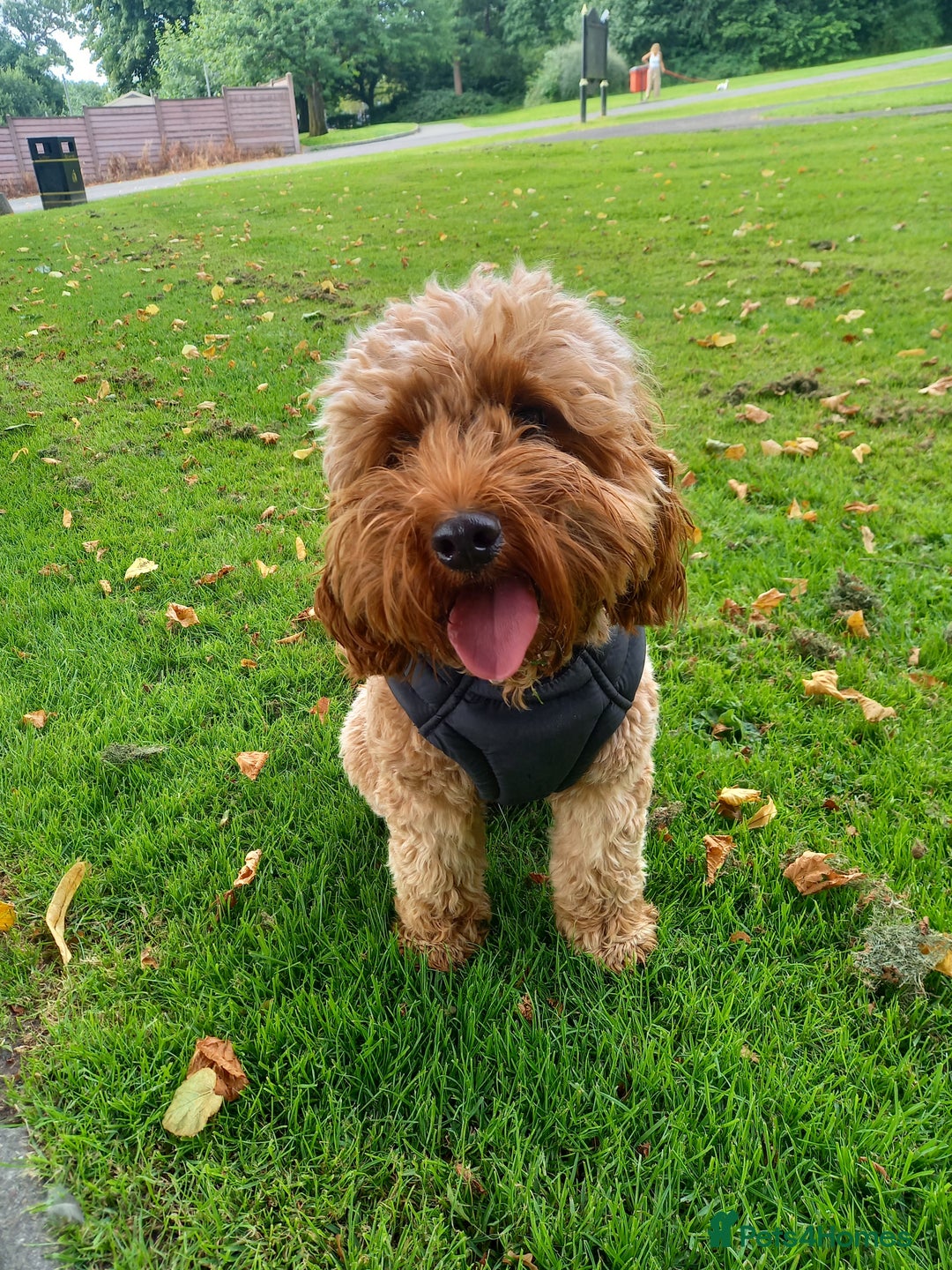 Cockapoo dogs for sale: F2 Cockapoo - Image 4