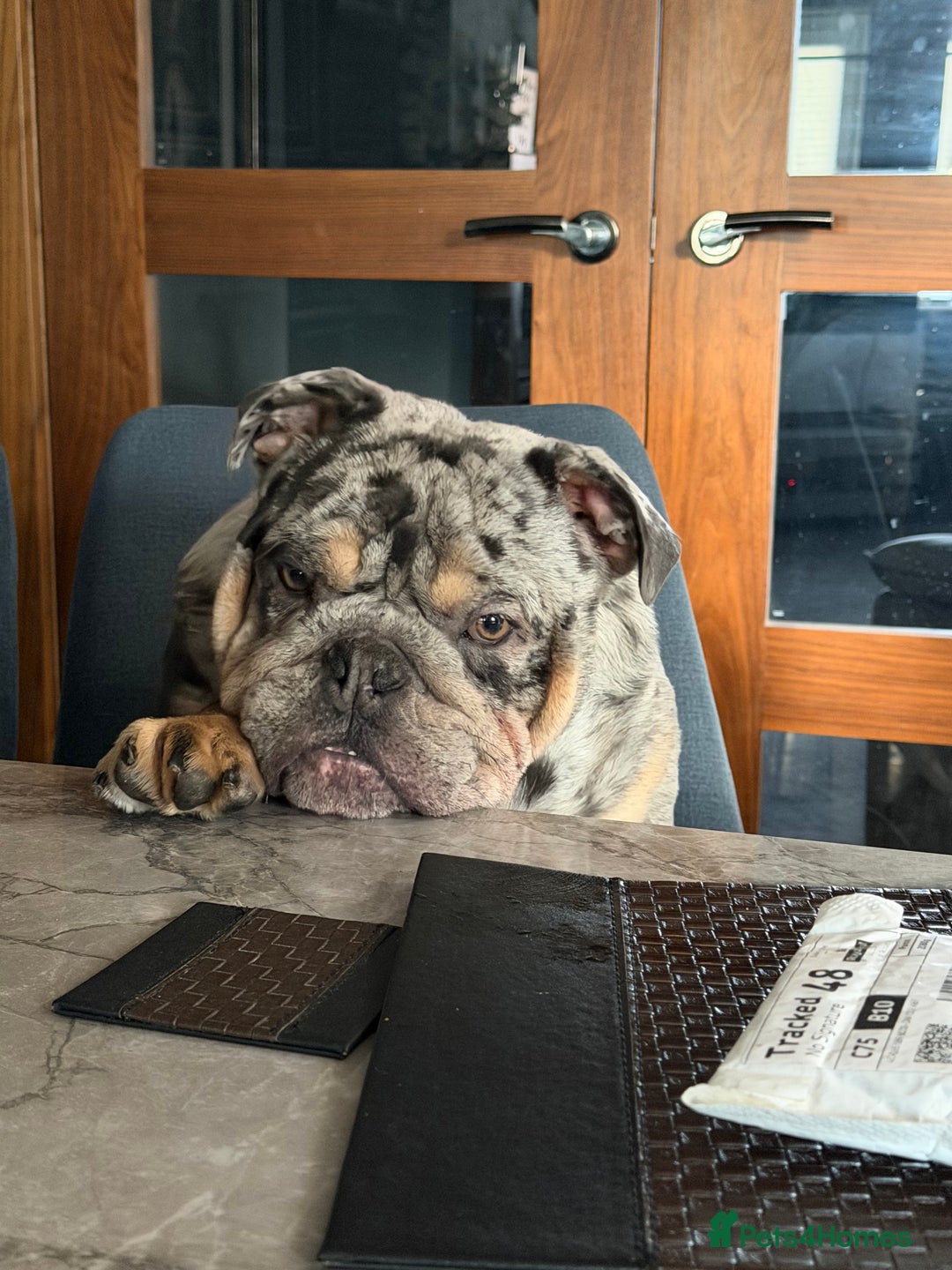 English Bulldog dogs for sale: 10 month old male merle english bulldog for sale  - Advert 7