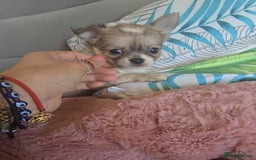 Chihuahua dogs for sale: Beautiful Tiny Chihuahua puppies  - Image 3