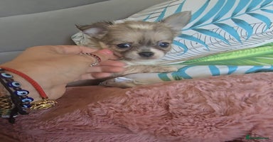 Chihuahua dogs - Advert 6
