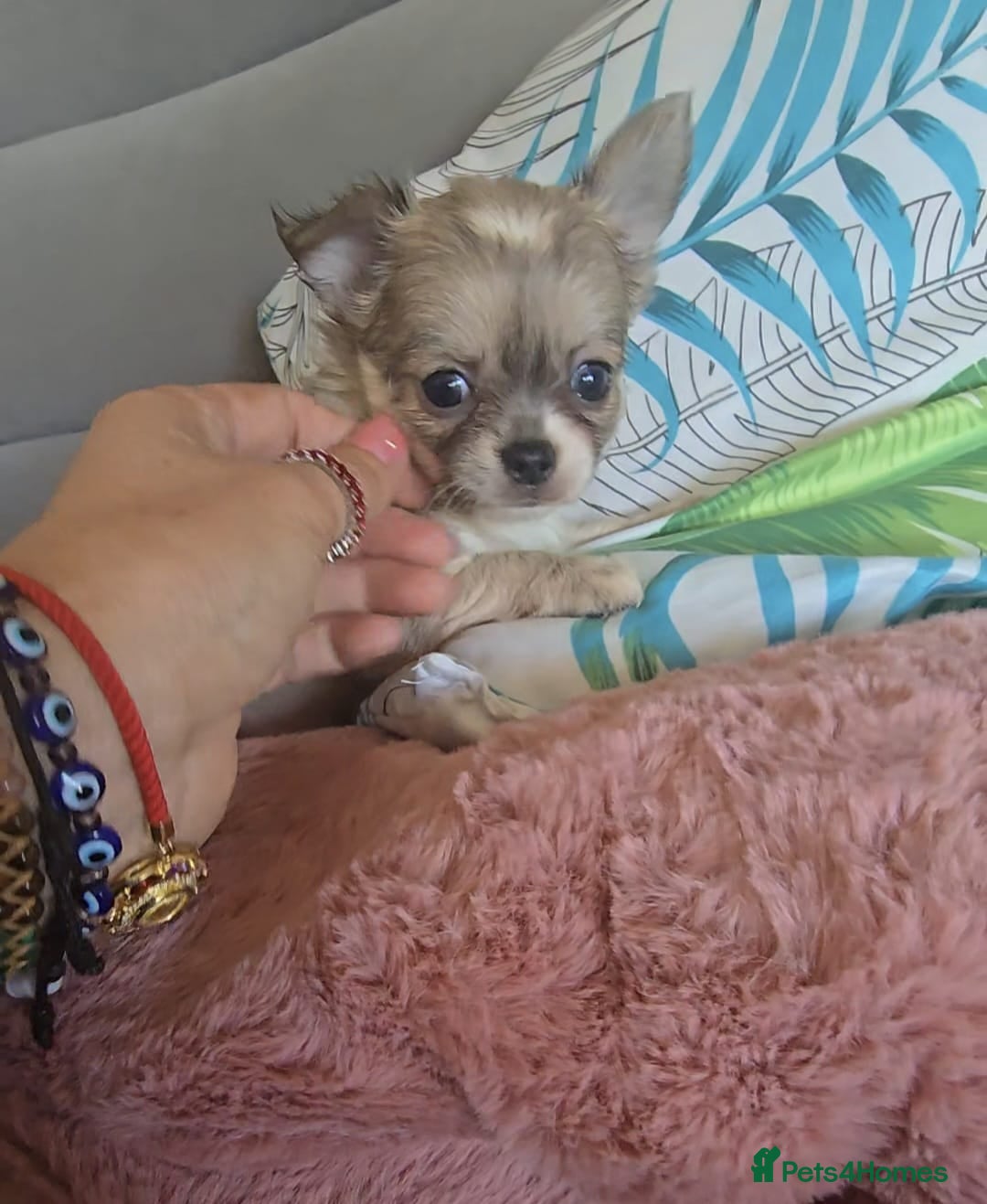 Chihuahua dogs for sale: Beautiful Tiny Chihuahua puppies  - Image 3