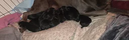 Labrador Retriever dogs for sale: Black labrador puppies in Bishop Auckland - Advert 3
