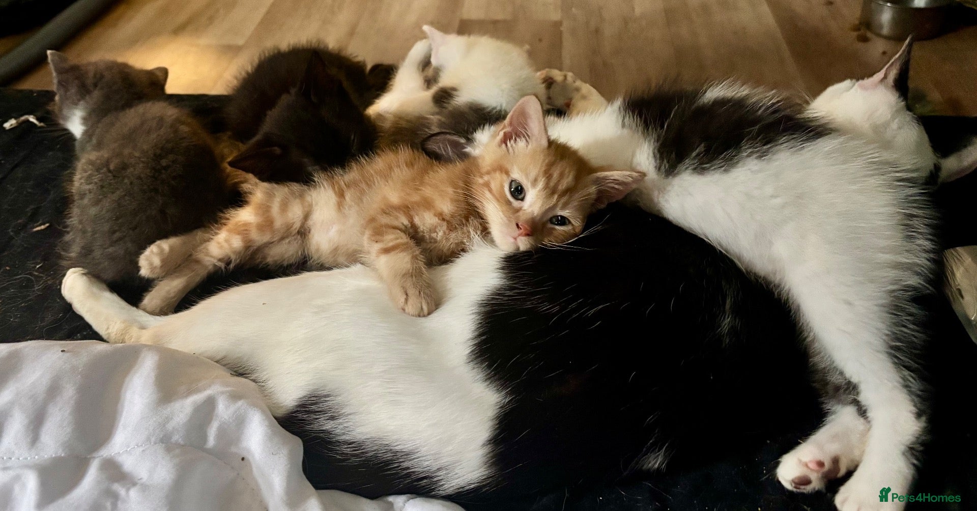 Mixed Breed cats for sale: Kittens ready now - Advert 15