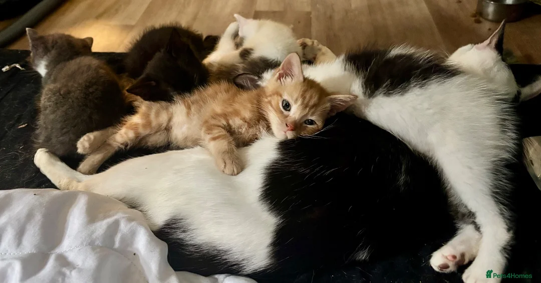 Mixed Breed cats for sale: Kittens ready now - Advert 1