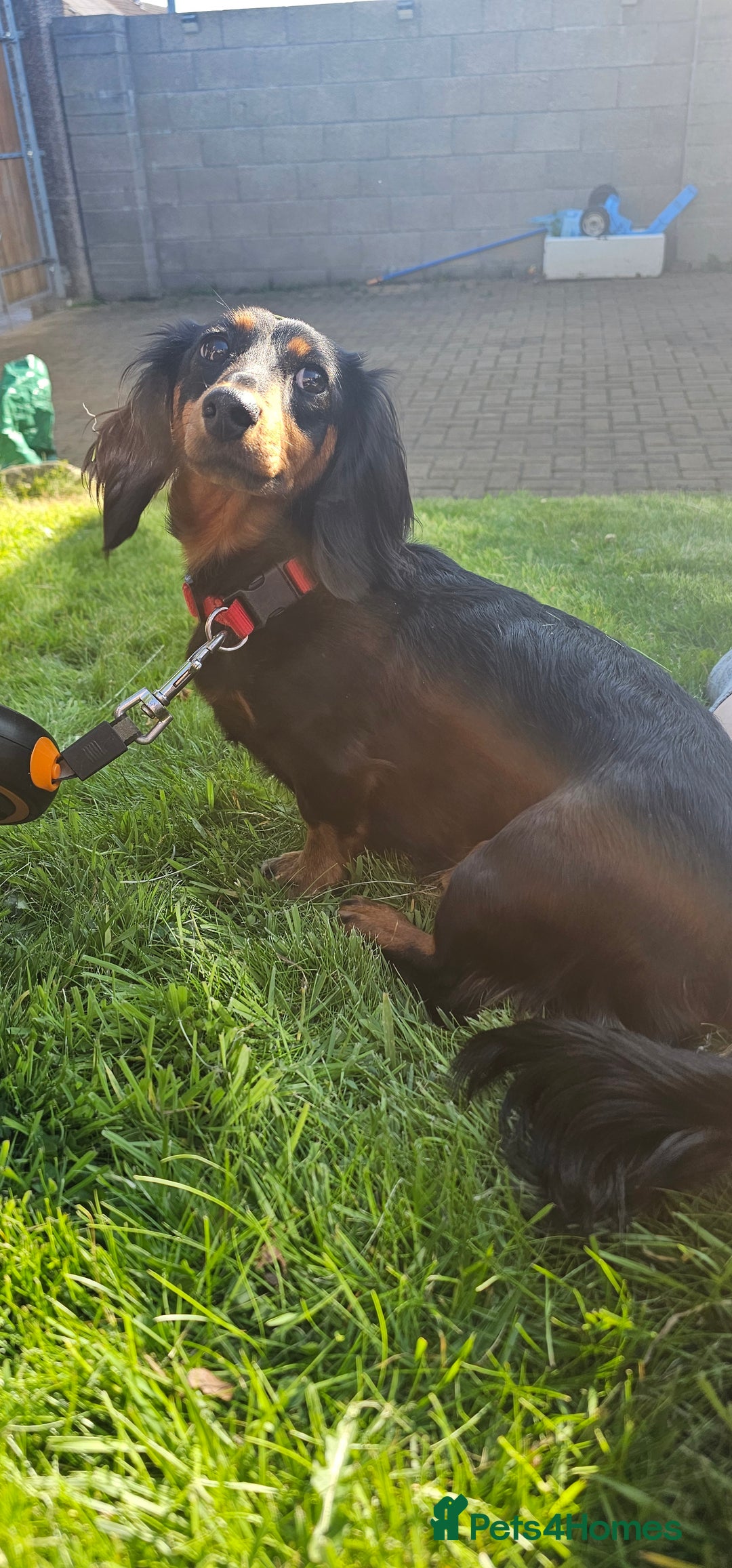 Miniature Dachshund dogs for sale: Long Haired Miniature Dachshund in need of home - Advert 2