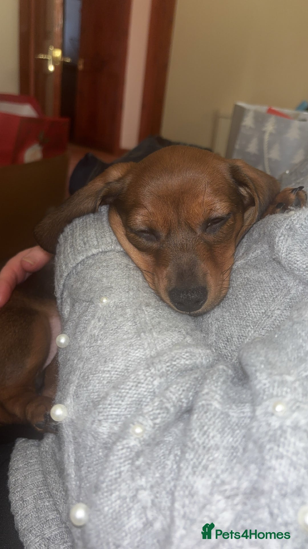 Miniature Dachshund dogs for sale: Miniature shaded red boy available now  - Advert 5