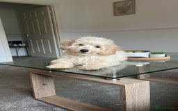 Mixed Breed dogs for sale: Calm, Friendly and Young, Needs a Loving Home  - Advert 6