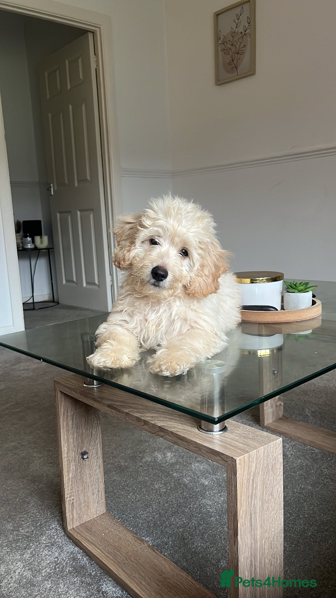 Mixed Breed dogs for sale: Calm, Friendly and Young, Needs a Loving Home  - Advert 6