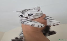 British Shorthair cats for sale: BSH Silver Tabby  - Image 11