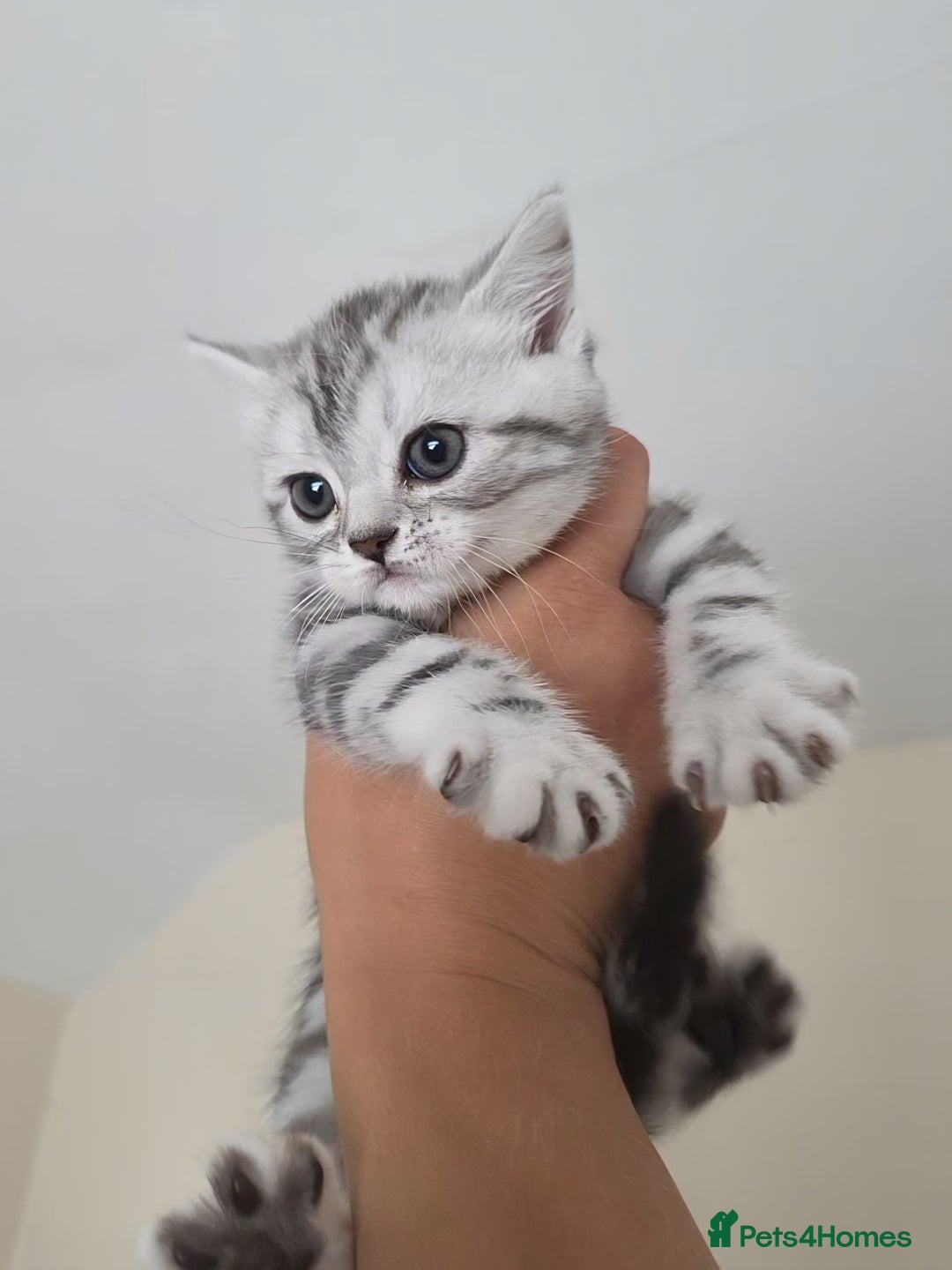 British Shorthair cats for sale: BSH Silver Tabby  - Image 11