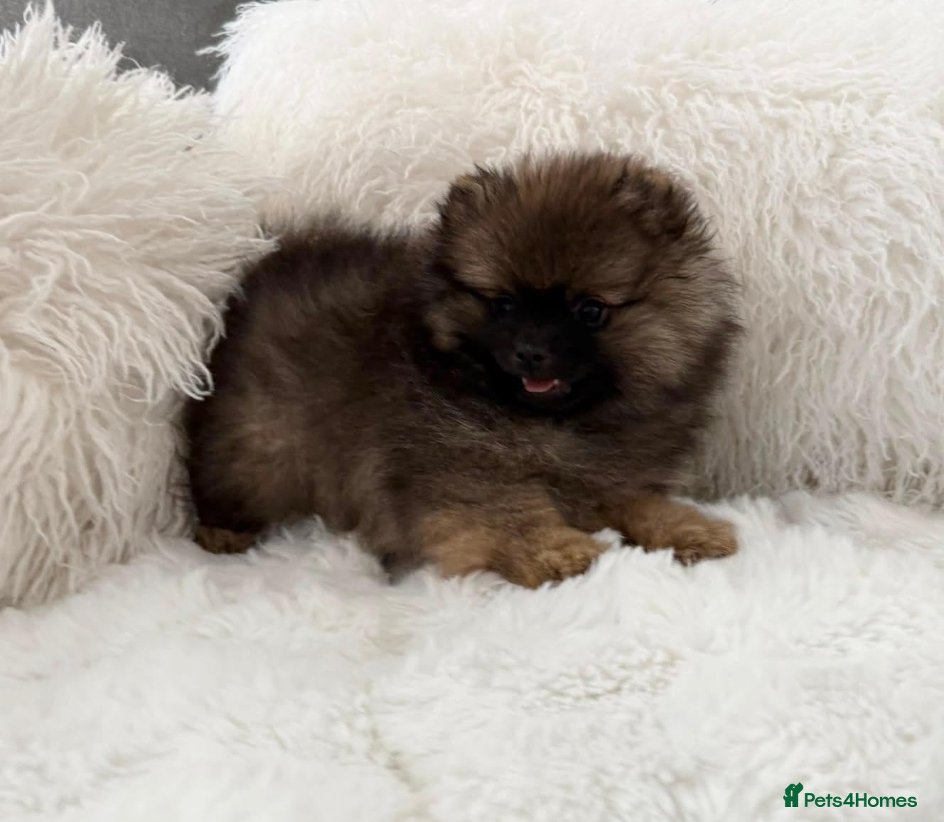 Pomeranian dogs ⭐⭐⭐one girl left ready now ⭐⭐⭐ - Advert 13