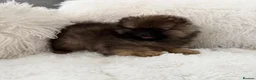 Pomeranian dogs for sale: ⭐⭐⭐one girl left ready now ⭐⭐⭐ - Advert 1