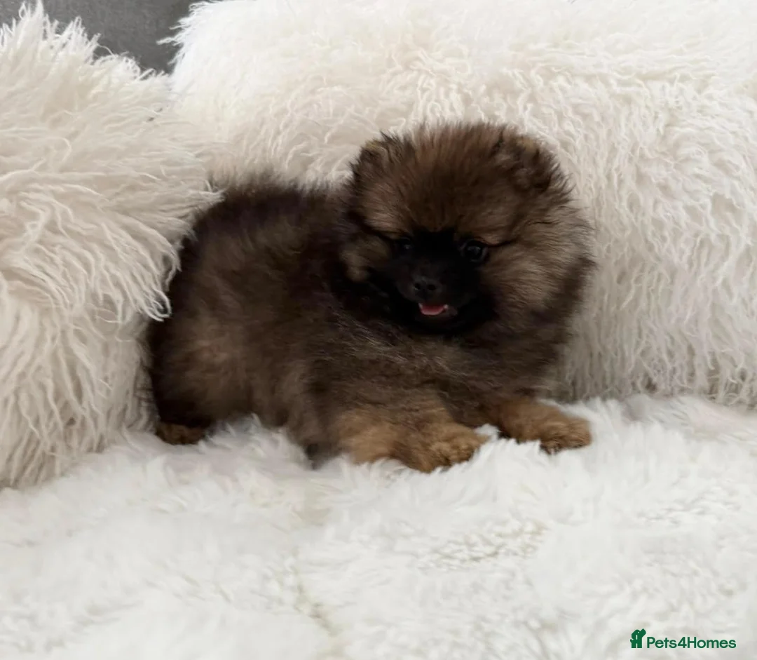Pomeranian dogs for sale: ⭐⭐⭐one girl left ready now ⭐⭐⭐ - Advert 1
