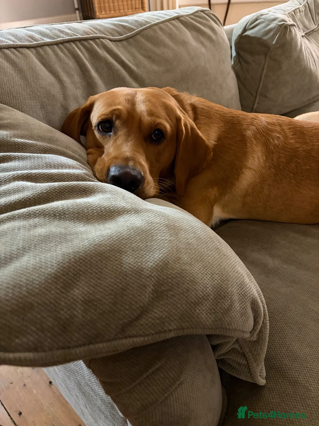 Labrador Retriever dogs for sale: Red male Labrador  in South Molton - Advert 1