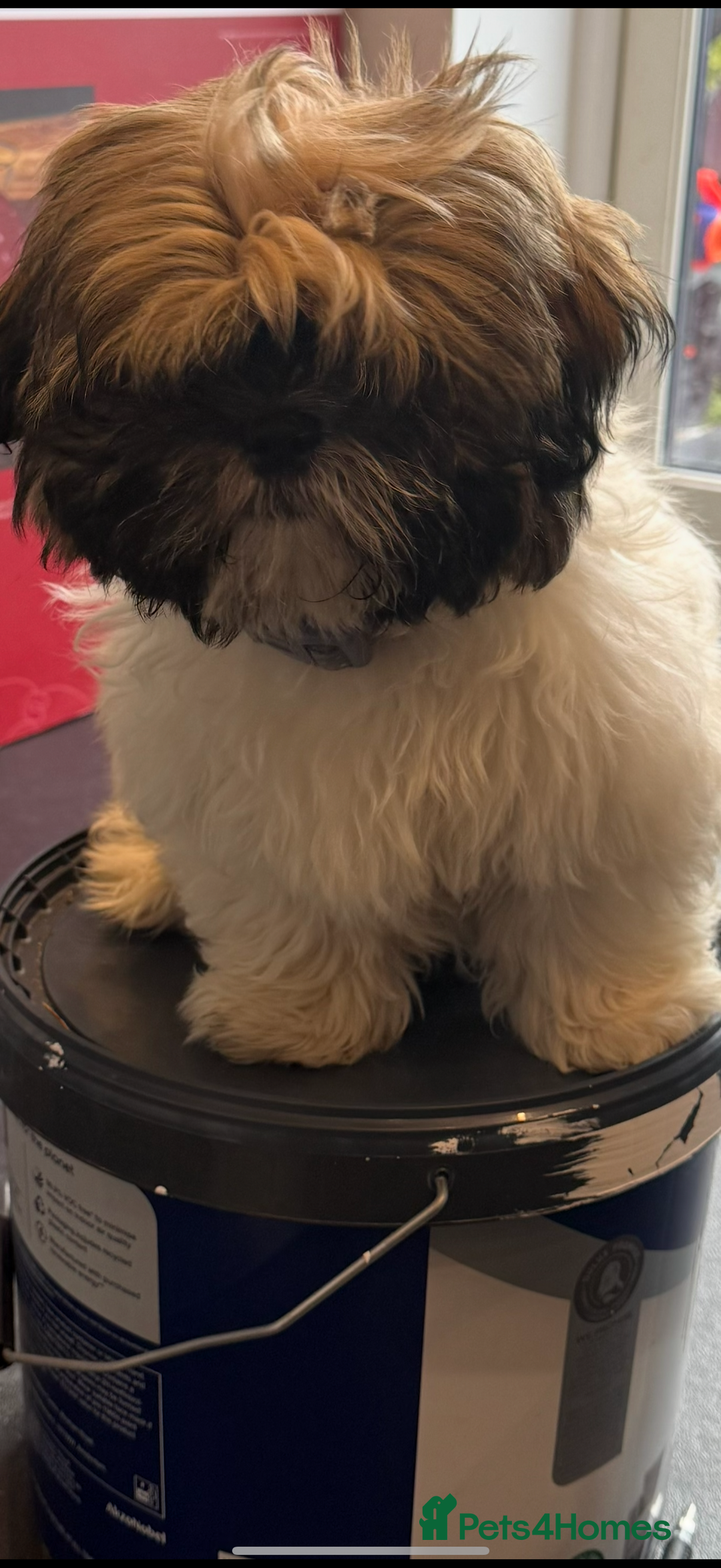 Shih Tzu dogs for sale: Shih Tzu Puppy 4 month old male  - Advert 2