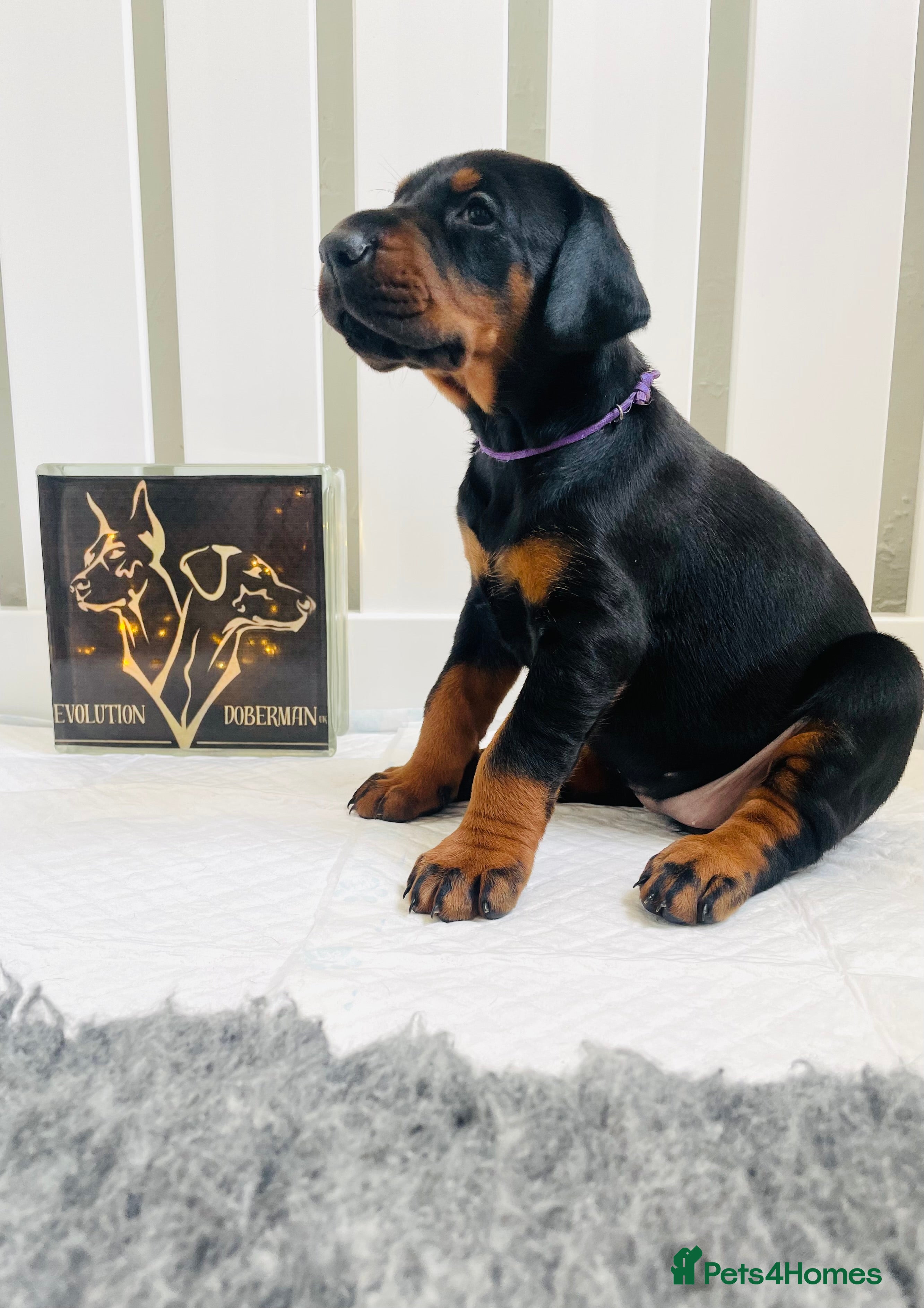 Dobermann dogs Top pedigree Del nasi Doberman puppies  - Advert 1