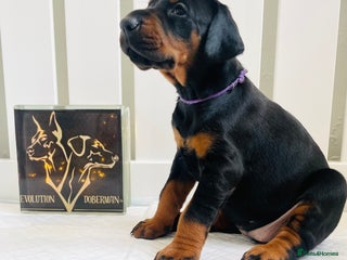 Dobermann dogs Trained Doberman puppies - Advert 5