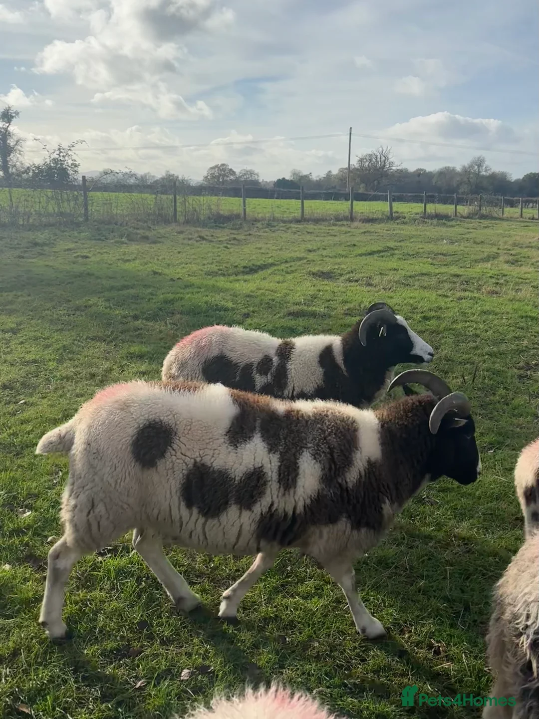 Sheep livestock for sale: In lamb Jacob’s  - Advert 5