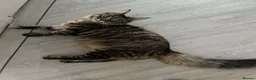 Maine Coon cats for sale: Female Maine coon in Plymouth - Advert 4