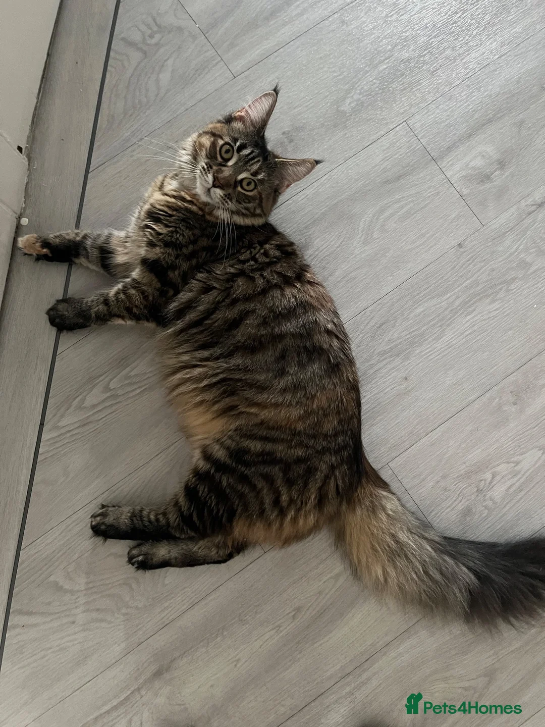 Maine Coon cats for sale: Female Maine coon in Plymouth - Advert 4
