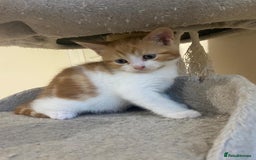 Mixed Breed cats for sale: Stunningly Gorgeous ginger kittens - Image 5