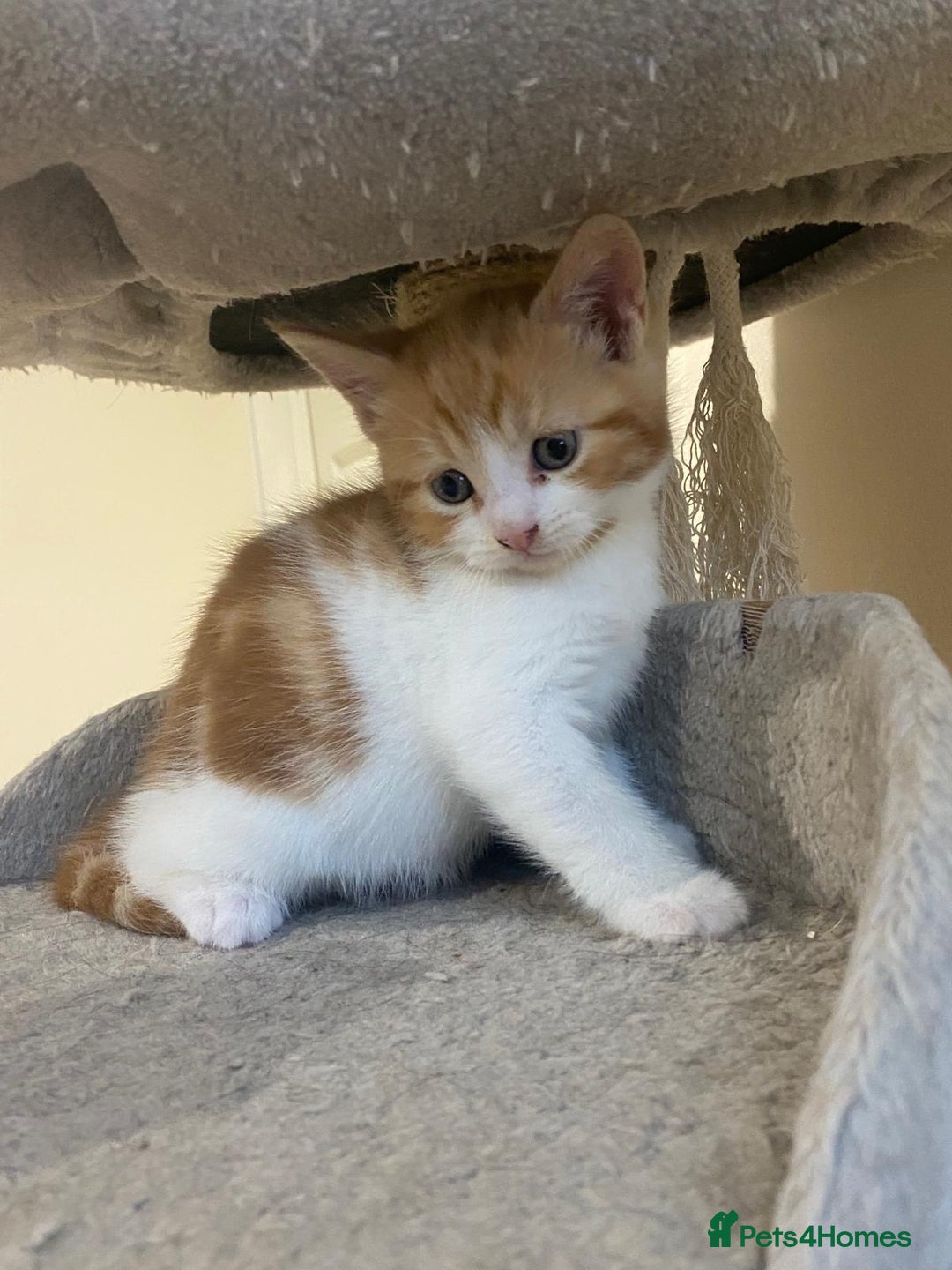 Mixed Breed cats for sale: Stunningly Gorgeous ginger kittens - Image 5