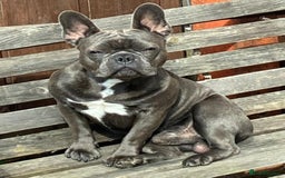 French Bulldog dogs for sale: Male French Bulldog for sale. - Image 1