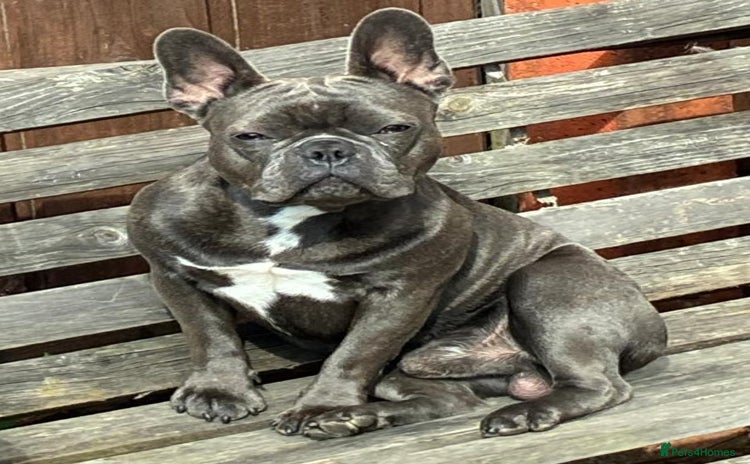 French Bulldog dogs - Advert 5