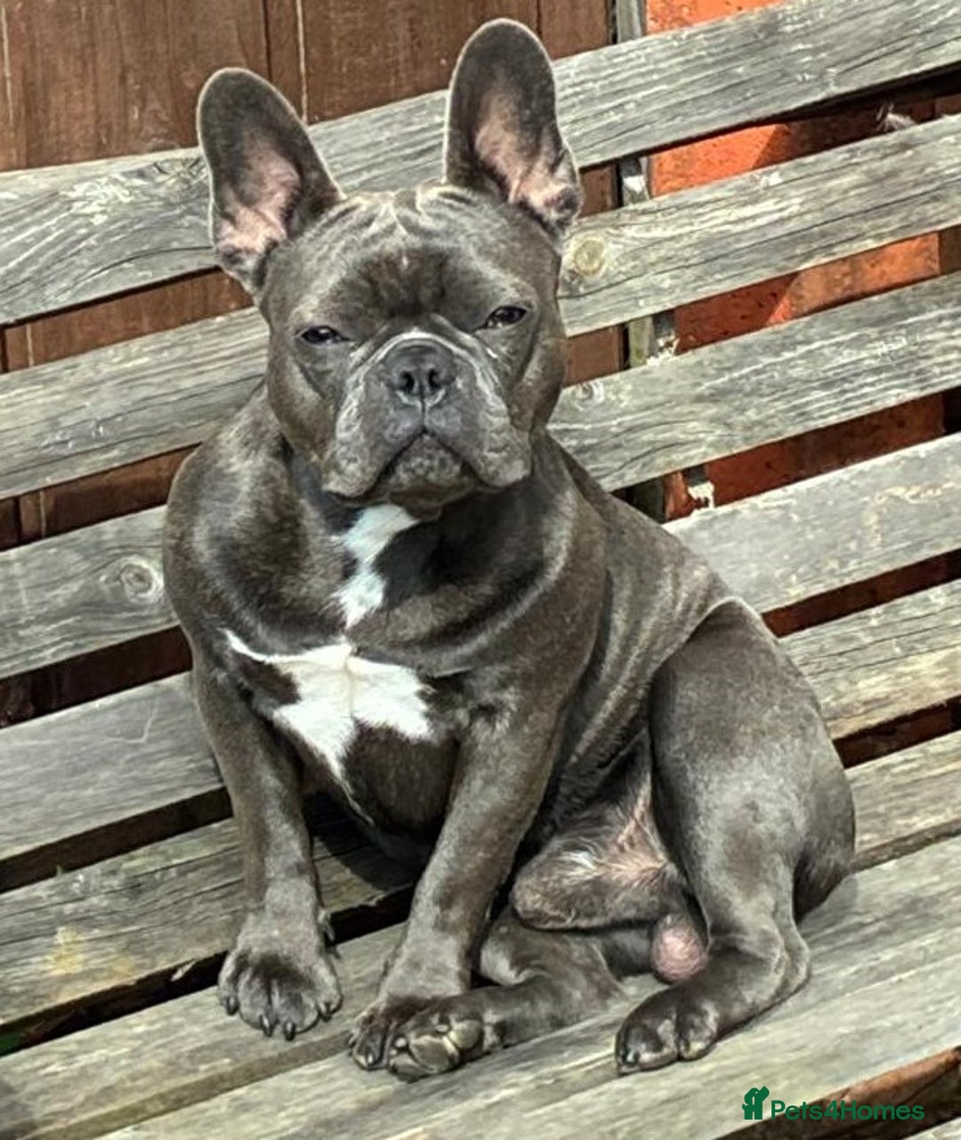 French Bulldog dogs for sale: Male French Bulldog for sale. - Image 1