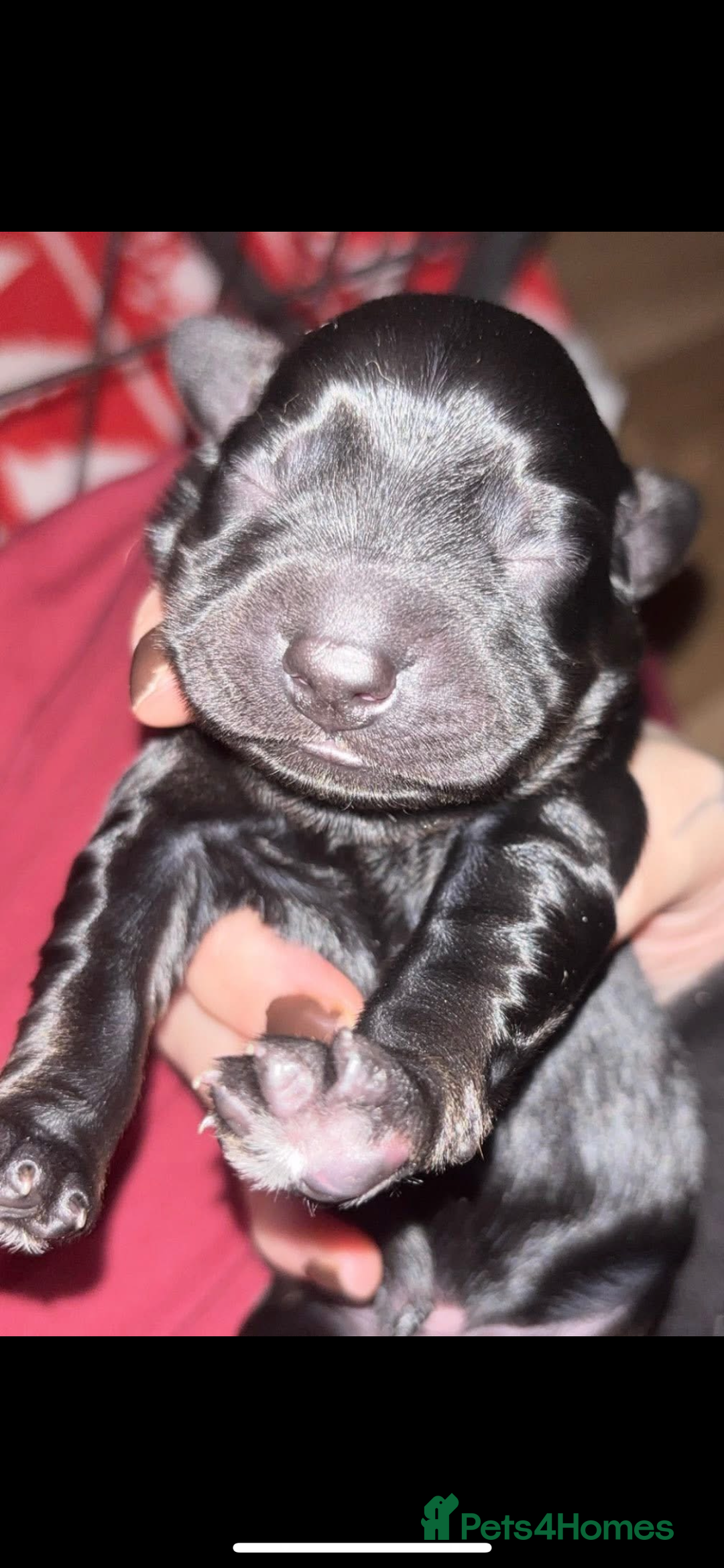 Cockerdor dogs for sale: Cockerdors  - Advert 5