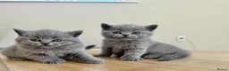 British Shorthair cats for sale:  beautiful british shorthair kittens  - Advert 5