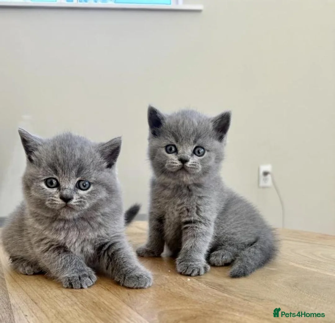 British Shorthair cats for sale:  beautiful british shorthair kittens  - Advert 5
